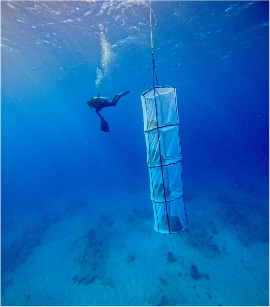 Disney Lookout Cay Sponge Carrier