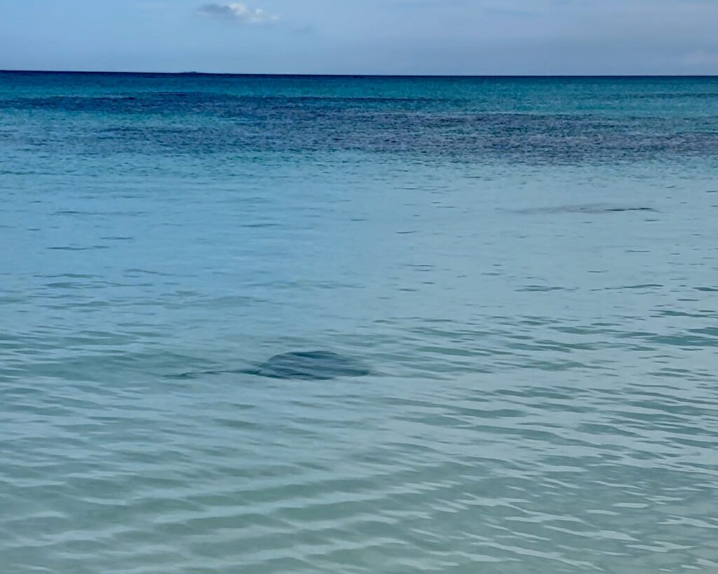 Lookout Cay Sting Ray