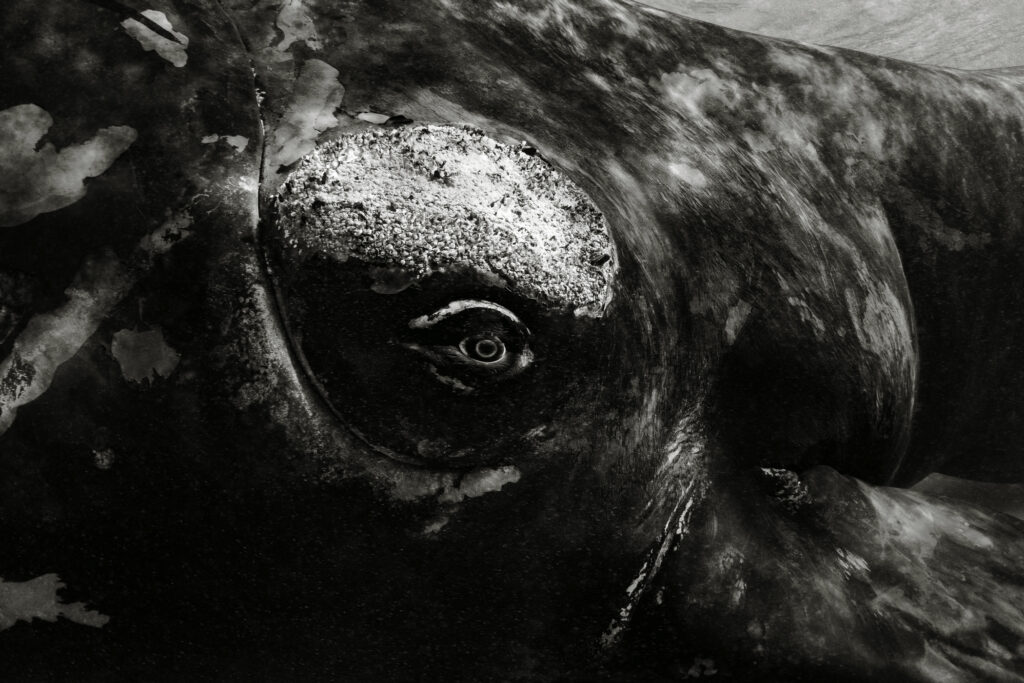 Curious, sensitive, and deeply intelligent, a southern right whale comes to *greet me and get a closer look at my camera. These beautiful giants migrate vast distances between their calving grounds off of Western Australia and their feeding grounds, with some traveling as far as South Georgia. Mother whales give birth and nurse their precious newborns in the winter. The calves stick close to their moms and spend their days quietly chatting in the sanctity and peace of the shallows.