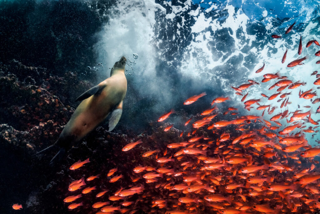 Cardinal fish try to avoid a Galapagos sea lion.