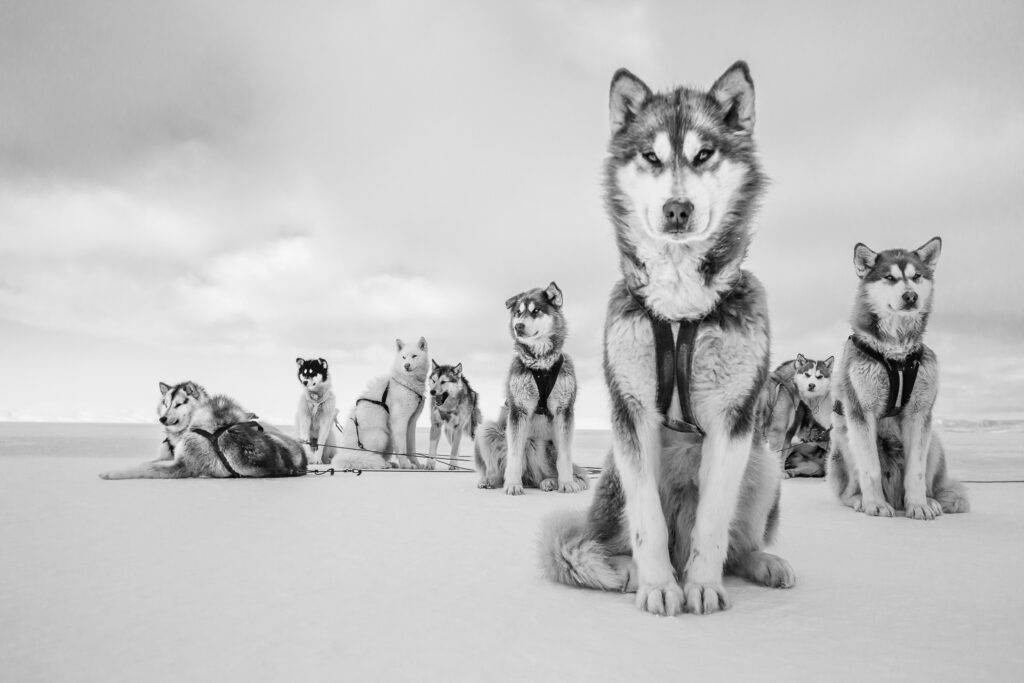 Sled dogs, Greenland.