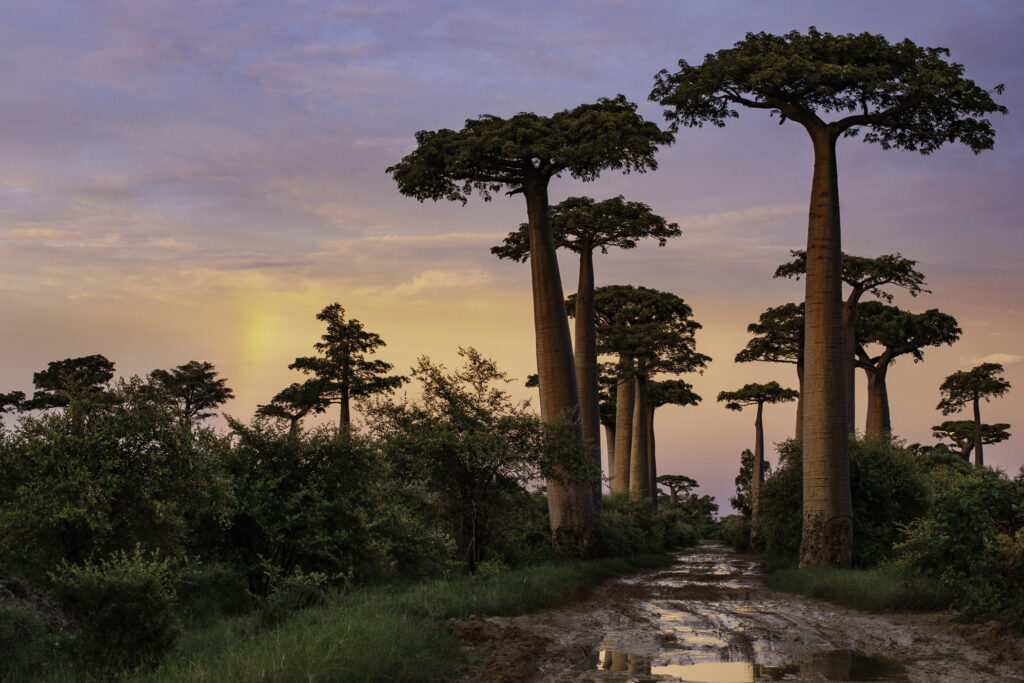 Baobabs, Morondava, Madagascar.