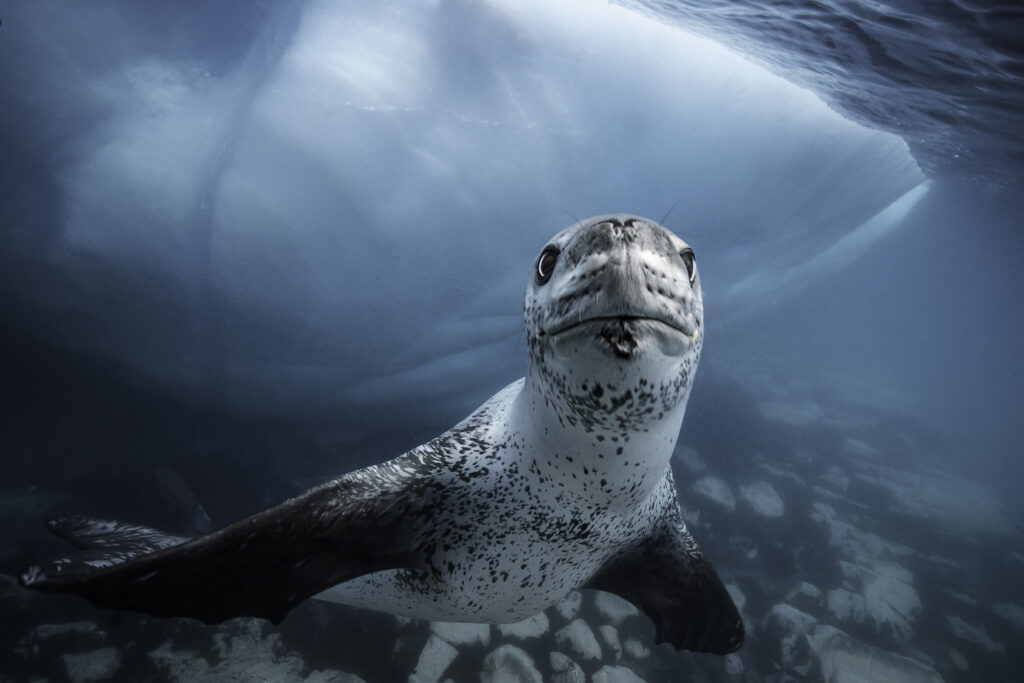 Leopard Seal, Antarctica.