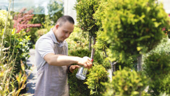 A man with down syndrome florist works in flower shop. He takes care of the flowers and waters them.