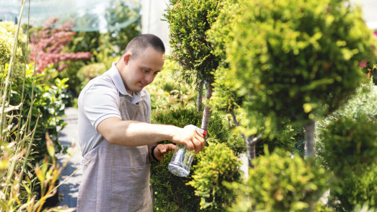 A man with down syndrome florist works in flower shop. He takes care of the flowers and waters them.