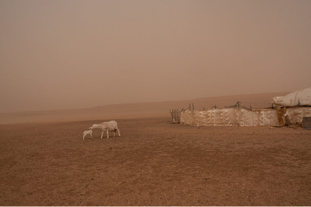 A goat and its lamb in the midst of a developing sandstorm, "El Ghbar," as it sweeps over a family tent settlement in the middle of the steppe.
