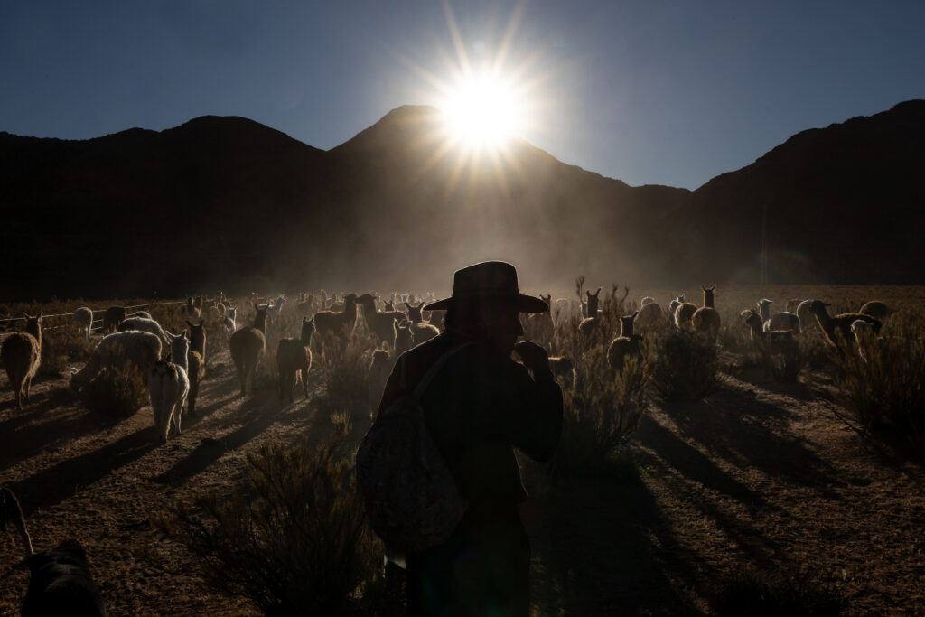 Humberto Carrillo guía sus llamas por la Laguna Guayatayoc, sin agua. En Alfarcito la cría de llamas sostiene la economía familiar y comunitaria. Las familias practican un pastoreo trashumante que articula distintos humedales distribuidos por el territorio comunal, lugares que concentran las principales pasturas. Laguna de Guayatayoc un 7 de Julio de 2025.