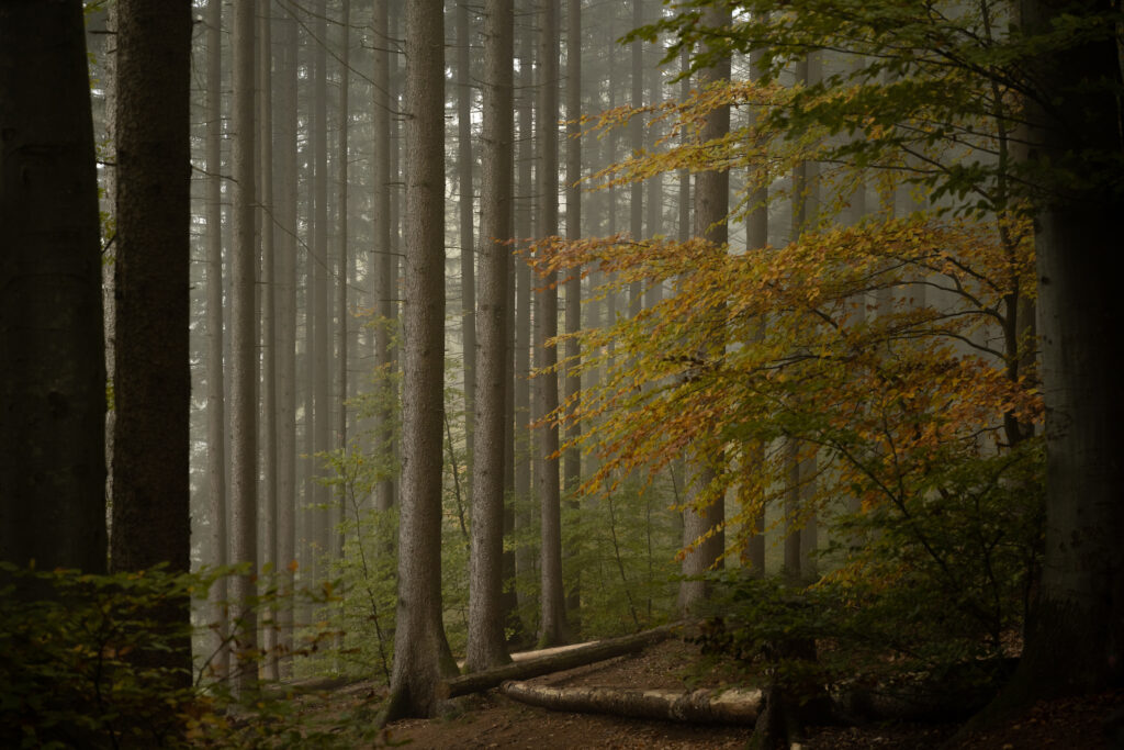 Germany's fragmented forests show the contrast between conservation needs and forest management realities. While bats require mature trees with natural cavities for roosting, modern forestry practices favor younger stands that lack the hollow spaces essential for bat survival.