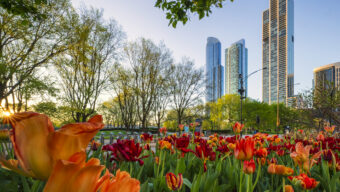 Every Spring, Chicago’s Tulips Return — For the People Who Plant Them, It’s More Than a Job