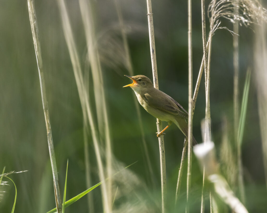 Marsh Warbler (Acrocephalus palustris), singing on a straw.