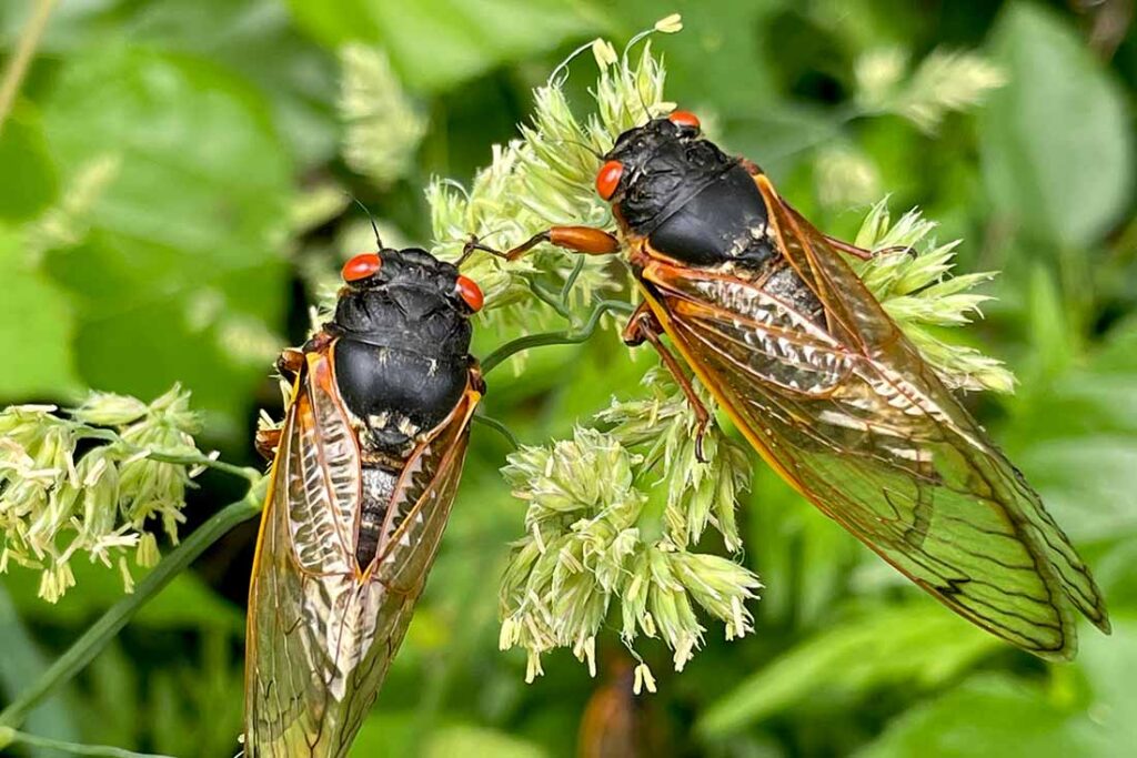 Adult cicadas
