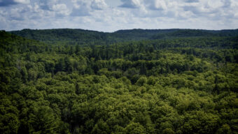 The Future of Michigan's Ottawa National Forest Could Hinge on a Controversial Logging Proposal
