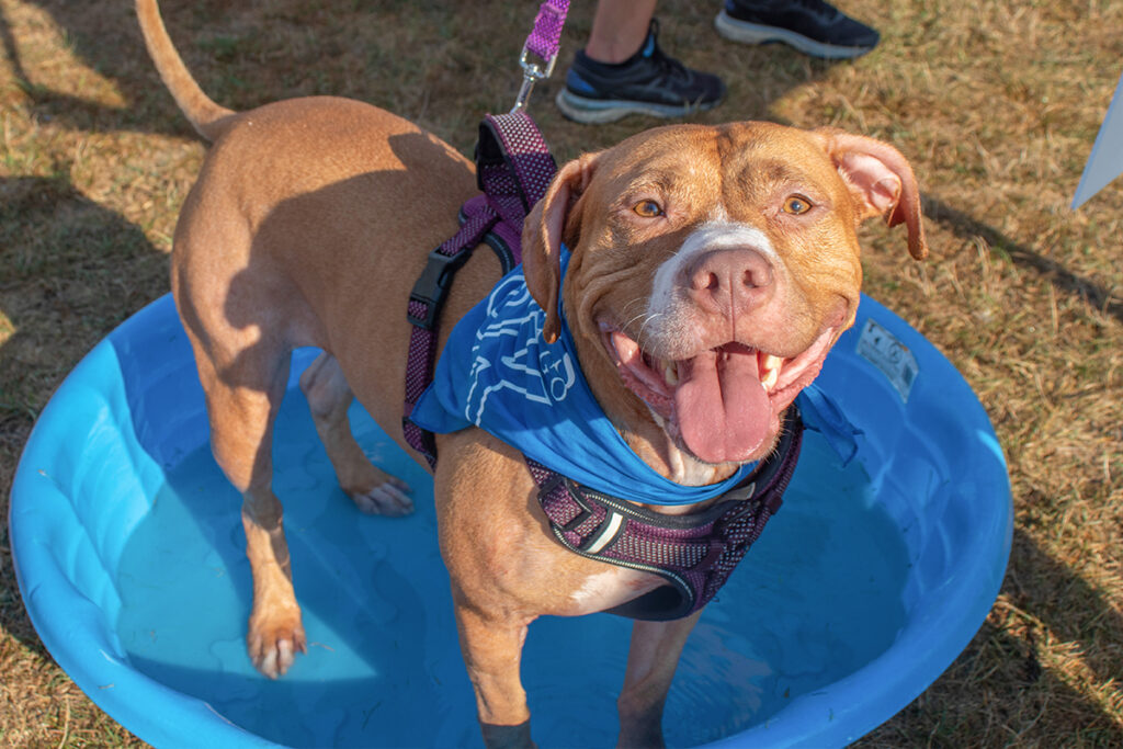 PAWS Chicago 5K