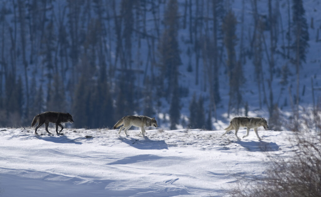 As the leader looks back, two Druid female grey wolves trot behind a male wolf interloper across the snow and forest filled Lamar Valley in Yellowstone National Park, Wyoming. Getty Images.