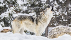 Wolf howling in the Snow in Yellowstone National Park, Wyoming. Getty Images.