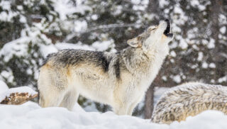 Wolf howling in the Snow in Yellowstone National Park, Wyoming. Getty Images.