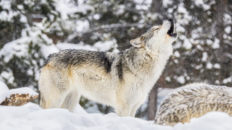 Wolf howling in the Snow in Yellowstone National Park, Wyoming. Getty Images.
