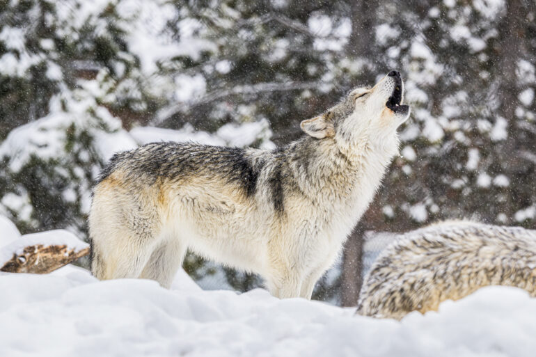 Wolf howling in the Snow in Yellowstone National Park, Wyoming. Getty Images.