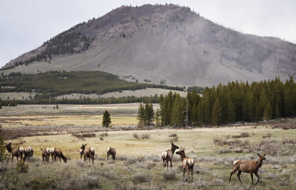 Elk graze on May 19, 2026 in Yellowstone National Park, Wyoming. Getty Images.
