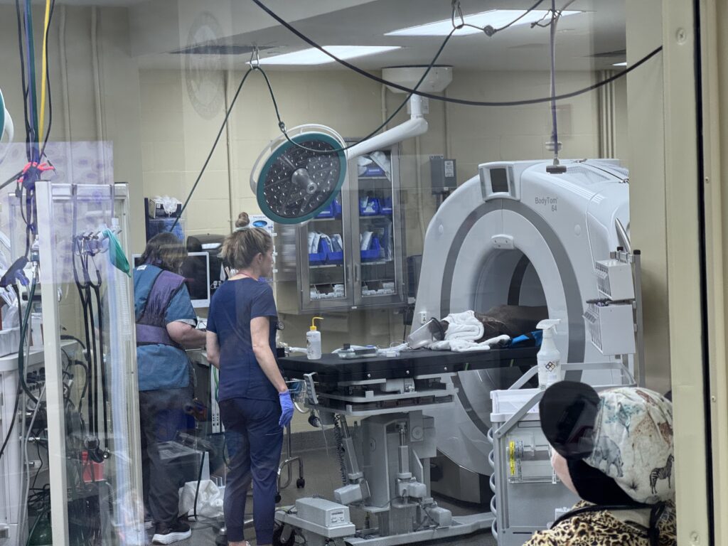 Aardvark CT Scan Disney's Animal Kingdom