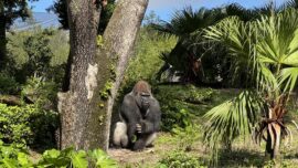 Bakari at Disney's Animal Kingdom at Walt Disney World