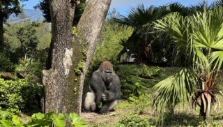 Bakari at Disney's Animal Kingdom at Walt Disney World