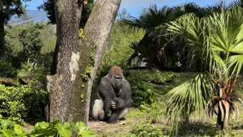 What a 400-Pound Gorilla, Bluey, and Disney’s Animal Kingdom Reveal About Saving Endangered Species