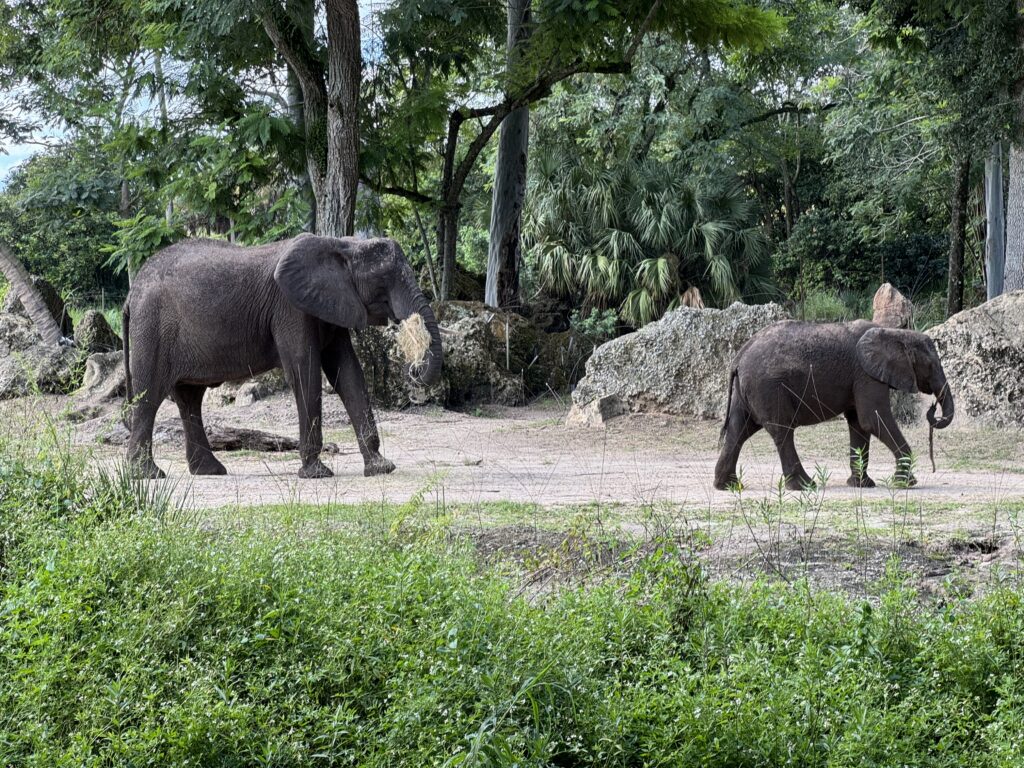 Elephants Corra and Nadirah Disney's Animal Kingdom