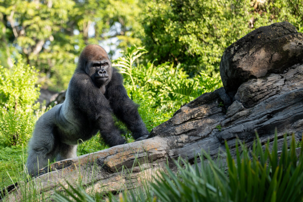 Bakari at Disney's Animal Kingdom